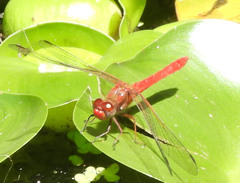 Sympetrum gilvum