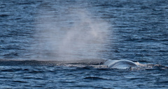 Physeter macrocephalus
