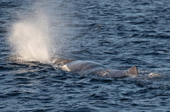 Physeter macrocephalus