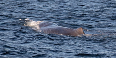 Physeter macrocephalus