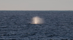 Physeter macrocephalus