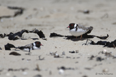 Thinornis cucullatus