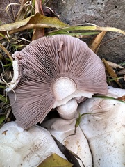 Agaricus xanthodermus