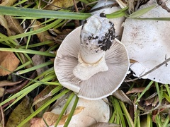 Agaricus xanthodermus