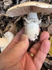 Agaricus xanthodermus