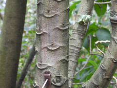 Vasconcellea pubescens