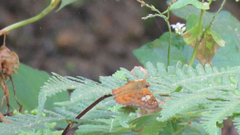 Pseudocoladenia dan