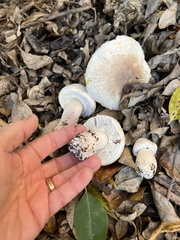 Agaricus xanthodermus