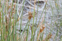 Juncus rigidus