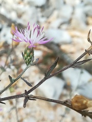Centaurea paniculata