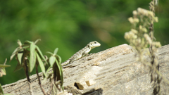 Agamidae