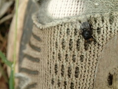 Australophyra rostrata