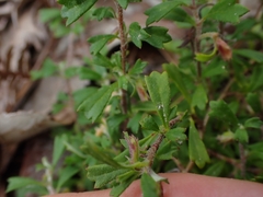 Xanthosia tridentata