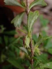 Xanthosia tridentata