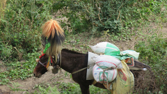 Equus asinus × caballus