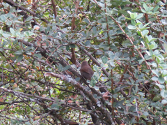 Trochalopteron lineatum