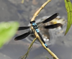 Diphlebia euphoeoides