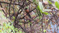 Heterophasia capistrata