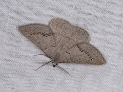 Nearcha dasyzona