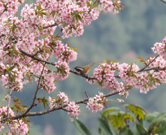 Fulvetta vinipectus