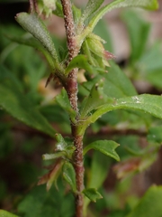 Xanthosia tridentata