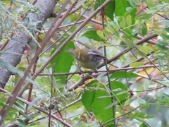 Phylloscopus maculipennis