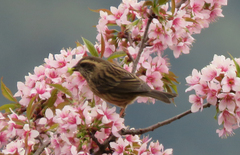 Carpodacus rodochroa