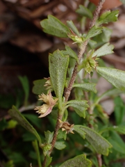 Xanthosia tridentata