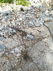 Centaurea paniculata