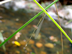 Labidiosticta vallisi