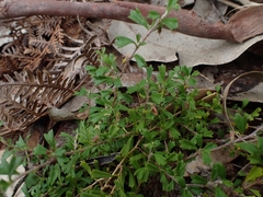 Xanthosia tridentata
