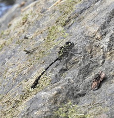 Hemigomphus theischingeri