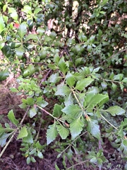 Phyllocladus alpinus