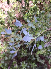 Phyllocladus alpinus