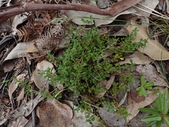 Xanthosia tridentata