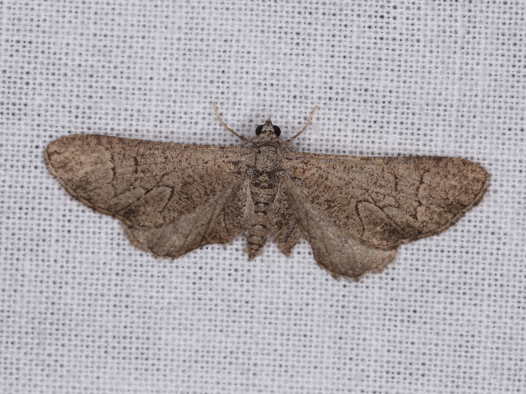 Ectropis hieroglyphica