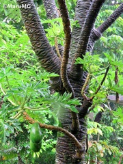 Vasconcellea pubescens