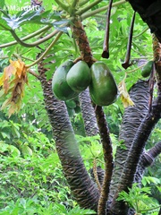 Vasconcellea pubescens