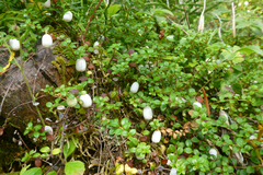 Gaultheria hispidula