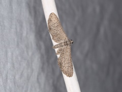 Ectropis hieroglyphica