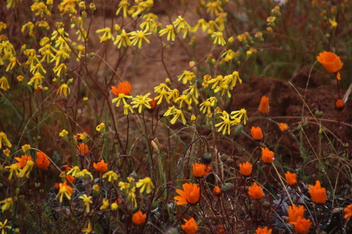 Image of Ursinia calenduliflora by (c) Tony Rebelo, some rights reserved (CC BY-SA)