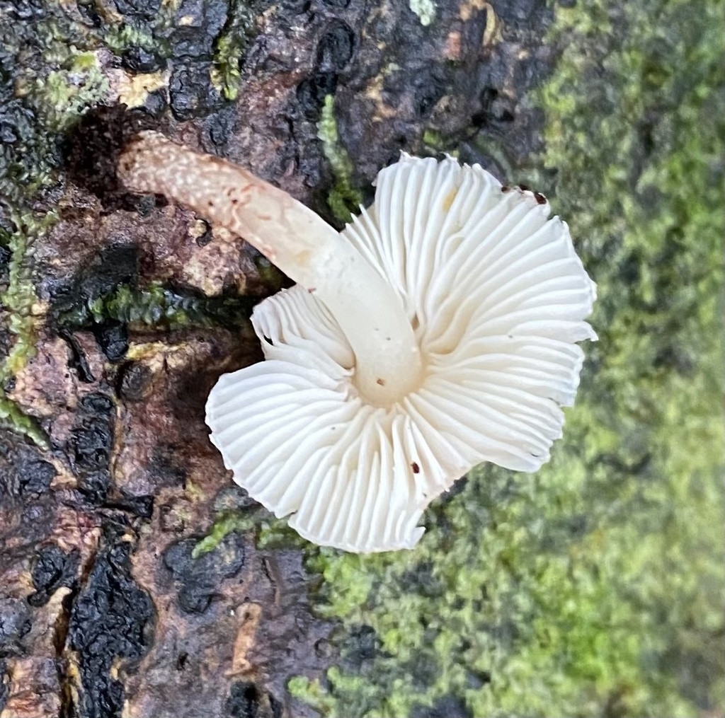 Ripartitella brasiliensis · October 2022 · photo: © heimatlos (iNaturalist, cc0)