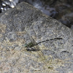Hemigomphus theischingeri
