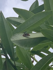 Ocybadistes walkeri sothis