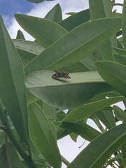 Ocybadistes walkeri sothis