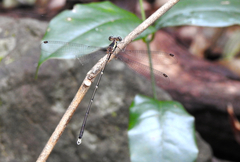 Episynlestes albicaudus