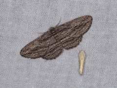 Psilosticha loxoschema