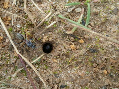 Myrmophyma