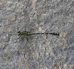 Hemigomphus theischingeri