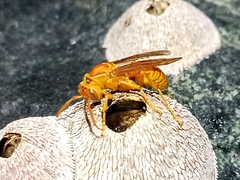 Polistes wattii